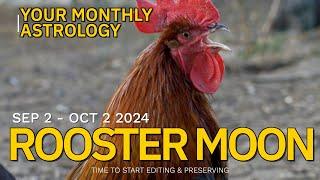 Chinese Lunar Astrology Sept 2 - Oct 2 2024: The Rooster Moon