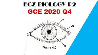 Biology paper 2 || GCE 2020 || Question 4 Answers