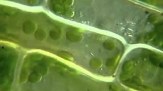 Chloroplasts in cell moving under the microscope. [Движение хлоропластов в клетке под микроскопом]