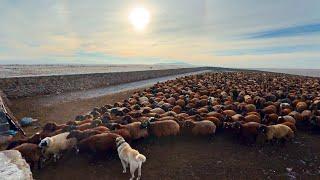 1500 SHEEP IN THE SAME FOLD - WE WENT ALL NIGHT TO AVOID BEING CAUGHT IN THE SNOW