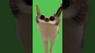 Cat Meow Meme | Green Screen #catmeow #catmeme #greenscreen #greenscreenmemes #catmeawmeme