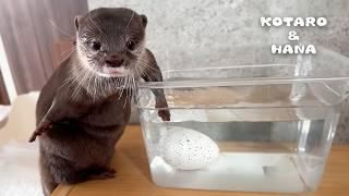 巨大なタマゴから出てきたものに驚愕するカワウソ　Curious Otters Witness Hatching of Mystery Egg