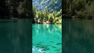 Natural beauty lake fishs  tree's #short #natural #beauty #lake #fish #trees