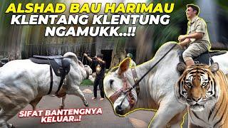 ALSHAD AHMAD BAU HARIMAU, SAPI PO JUMBO GW NGAMUKKKK...!!