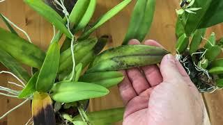 Identifying Nutrient Deficiency in My Orchids