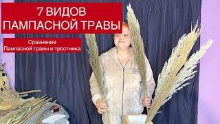 Пампасная трава. Виды пампасной травы. Кортадерия. Pampas grass. Тростник. Что такое пампасная трава