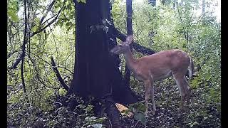 Олень Пердит   Deer Fart