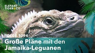 Er ist gelandet! (Folge 1094) | Elefant, Tiger & Co. | MDR