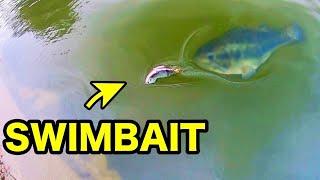 HUGE SWIMBAIT catches MONSTER BASS RIGHT AT THE BANK!!