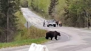 Grizzly Bear in Banff National Park