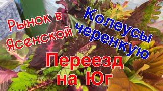 275чВезде успеваем и помощники помогают ‍ 