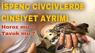 CİVCİVLERDE CİNSİYET AYRIMI / İSPENÇLERDE CİNSİYET AYRIMI / SÜS TAVUKLARINDA CİNSİYET AYRIMI