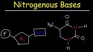 Nucleosides vs Nucleotides, Purines vs Pyrimidines - Nitrogenous Bases - DNA & RNA