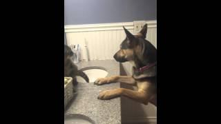 EPIC German Shepard Vs Cat Best Ever Boxing Match