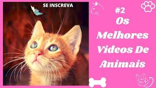 [ANIMAIS ENGRACADOS] Vídeos Engraçados e Fofos de Animais #shorts #videoscurtos #animaisengracados 