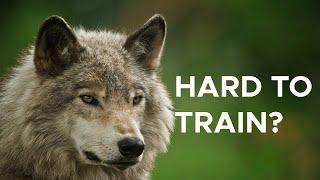 Why it's WAY harder to train a wolf than a dog | Sci NC