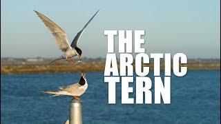 The Arctic Tern sounds for relaxing,