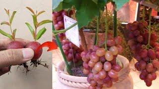 Ideas skills! How to grafting a Grapes tree from grape in pot