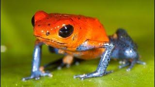 Strawberry Poison Dart Frog