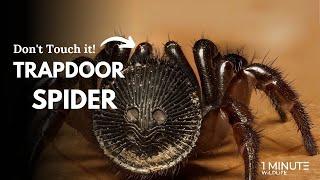 Trapdoor Spider: Don't Touch It! This Oreo Is Deadly!