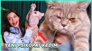 YENİ KEDİM PSİKOPAT YAMAN! (SOKAKTAN GELEN TEHLİKE)