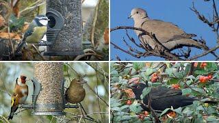 Feeding Garden Birds in November