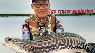 Casting toman giant snakehead tasik bukit merah top water support subscribe like comment tq guy’s