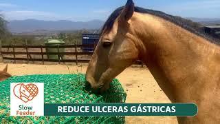 SlowFeeder otra forma sana de alimentar a tus caballos