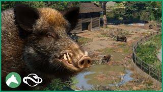 Building a WILD BOAR Habitat in the Elm Hill City Zoo! | Planet Zoo