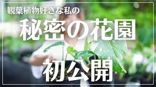 【ここで育てています】観葉植物好きの育成場所は…○○だった#観葉植物