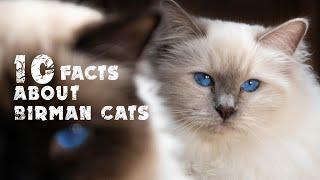 10 facts about Birman Cats