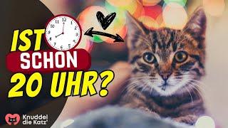 Wenn eine Katze um 20 Uhr DAS tut, liebt sie Dich (wirklich)