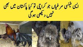 Rare Fancy Hens In Pakistan ||Top Quality Ringbirds || Hens & Chick's Setup || #B4birds