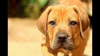 Czy ślina psa leczy? Twój pies cię lizał - możesz umrzeć na Capnocytophaga canimorsus