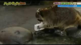RACCOON TRIES TO WASH COTTON CANDY