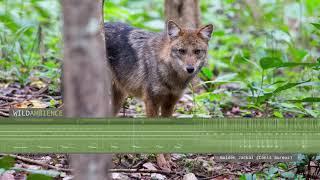 Golden Jackal Sounds - Howling & barking calls from a wild jackal in Thailand