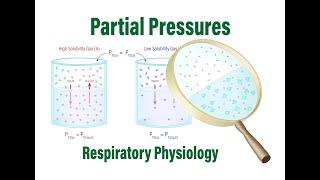 Understanding Partial Pressures in Respiratory Physiology