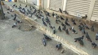 A flock of pigeons on the streets of Kolkata in the morning