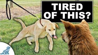 STOP Your Dog From Pulling To Other Dogs!