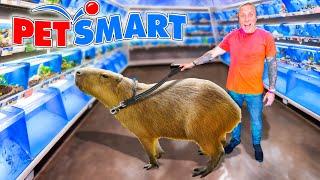 Taking My Capybara to PetSmart!