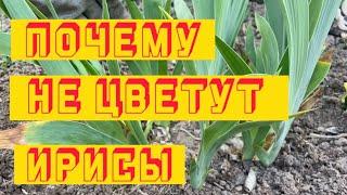 6 ГЛАВНЫХ ПРИЧИН ПОЧЕМУ НЕ ЦВЕТУТ ИРИСЫ