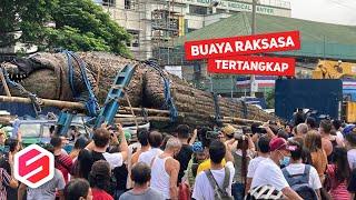 BUAYA RAKSASA DIANGKUT TRUK Gegegerkan Warga di Jalan, Terungkap Fakta Mengejutkan..