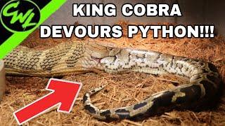 KING COBRA EATS FLORIDA PYTHON!!!