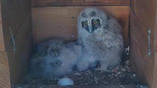 Long-eared Owls | Oldest Owl rescue and place in nest | May 09, 2022