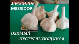 ЧЕСНОК   ОЗИМЫЙ .Агротехника выращивания: от посадки до сбора.Особенности сорта "МЕССИДОР".