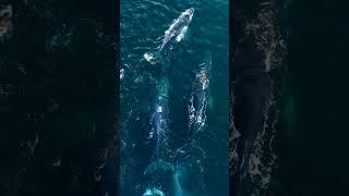 Cow/Calf escort cruising the Monterey bay! #mtvmedia #whale : Slater Moore