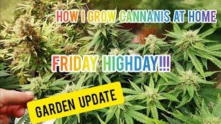 How i grow cannabis. Friday Highday update!!!