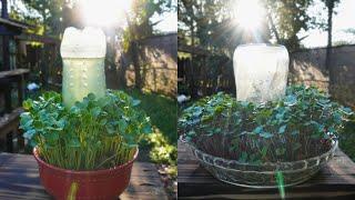 The Easiest Way to Grow Your Own Food!