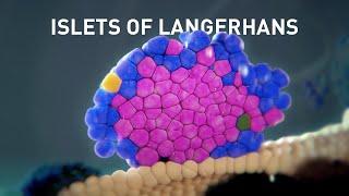 Embryonic Development of the Islets of Langerhans | Science Animation | Medical Animation