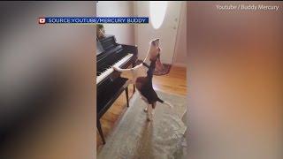 The Daily Joe: Piano Playing Rescue Dog